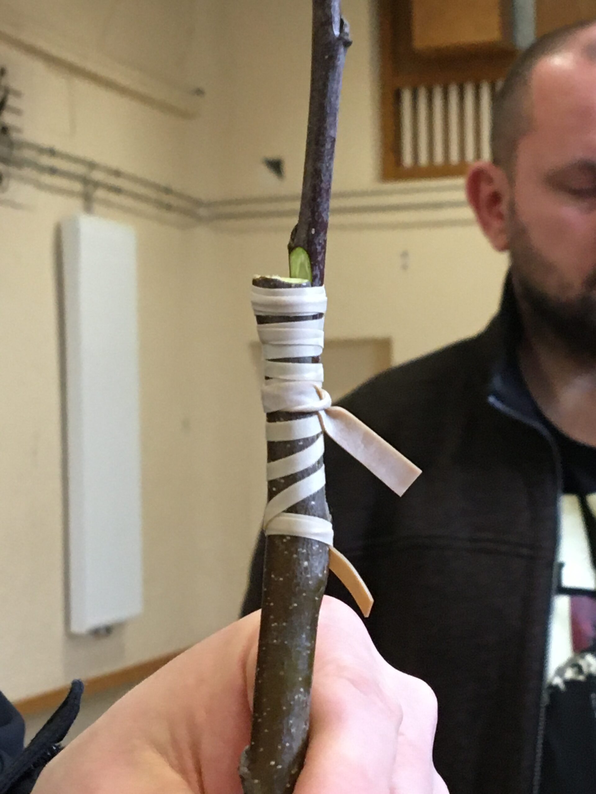 Gewinnung eines Edelreises